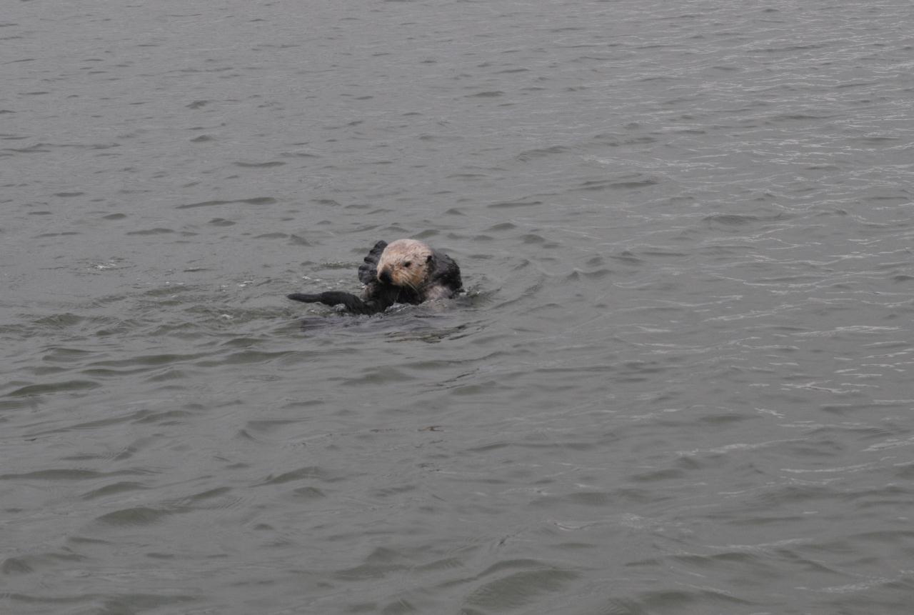 ./Sea_Otter_Elkhorn_Slough_20100312_100332_2803BCX.jpg