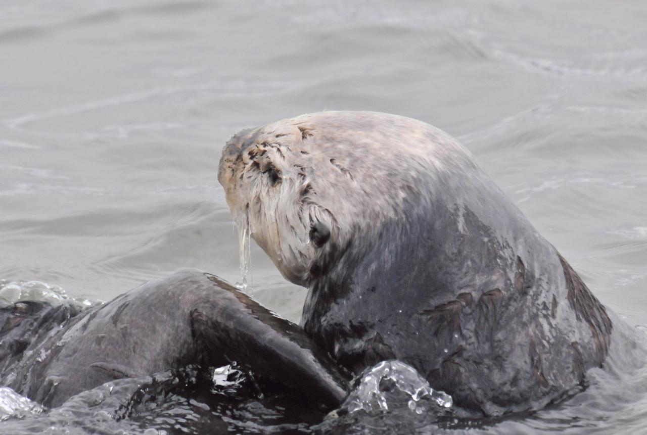 ./Sea_Otter_Elkhorn_Slough_20100312_100332_7590TNT.jpg