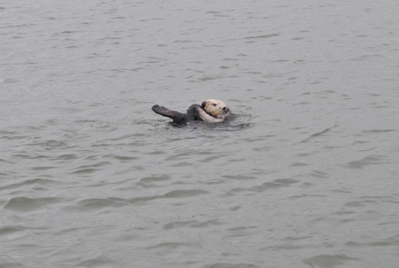 ./Sea_Otter_Elkhorn_Slough_20100312_100336_2804BCX.jpg