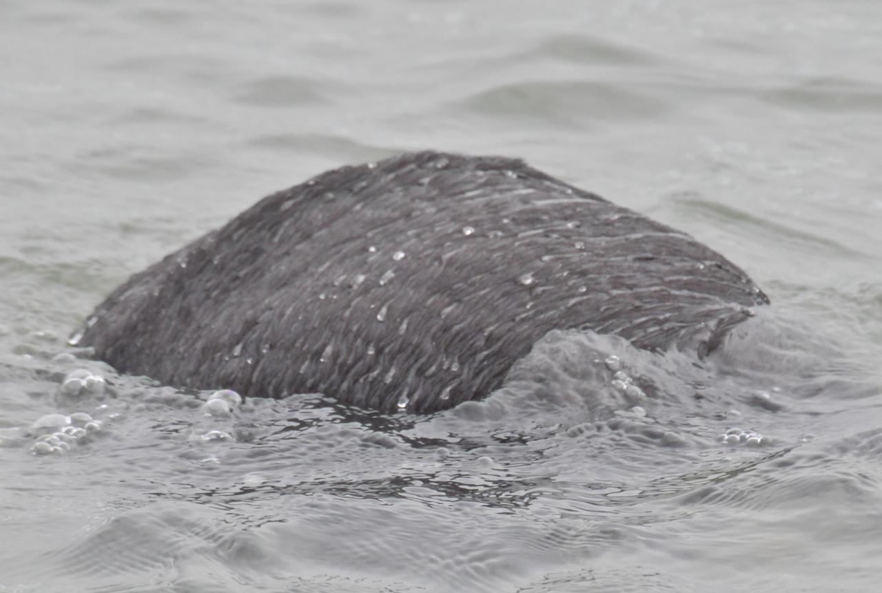 ./Sea_Otter_Elkhorn_Slough_20100312_100350_7592TNT.jpg