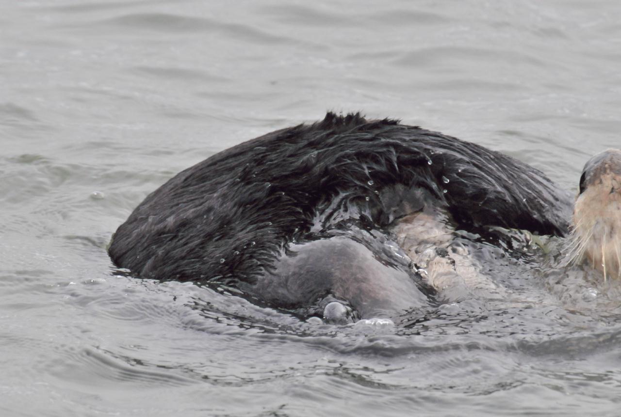 ./Sea_Otter_Elkhorn_Slough_20100312_100350_7593TNT.jpg