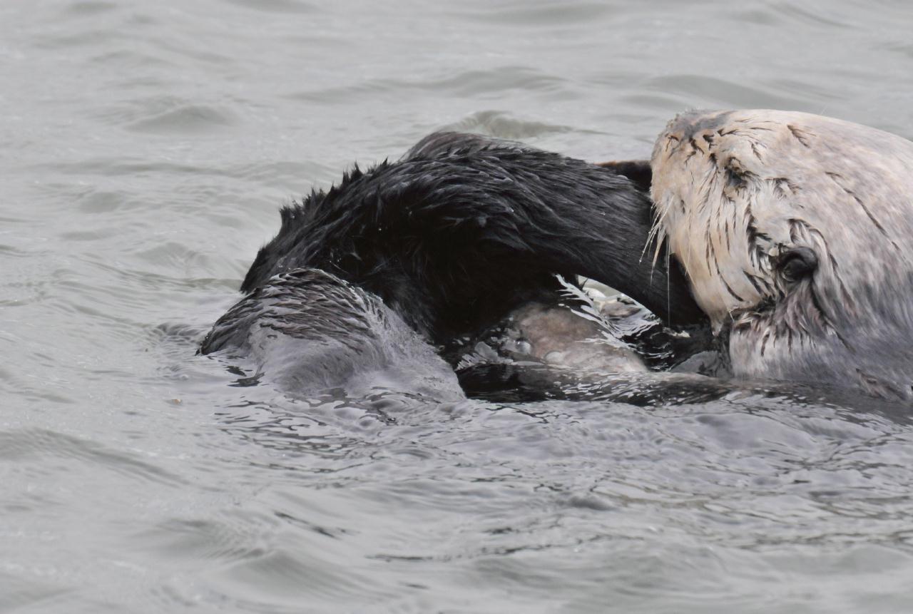 ./Sea_Otter_Elkhorn_Slough_20100312_100352_7594TNT.jpg