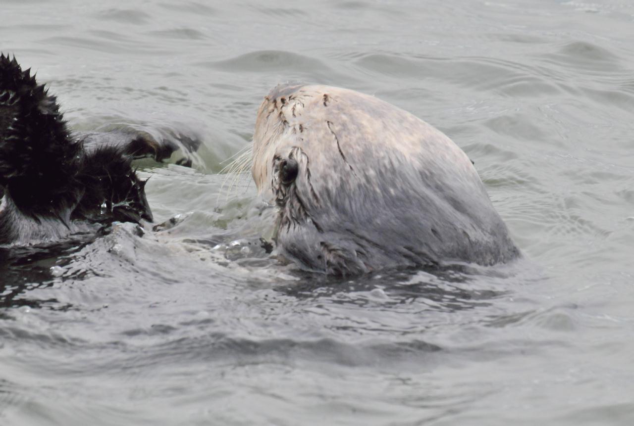 ./Sea_Otter_Elkhorn_Slough_20100312_100354_7594TNT.jpg