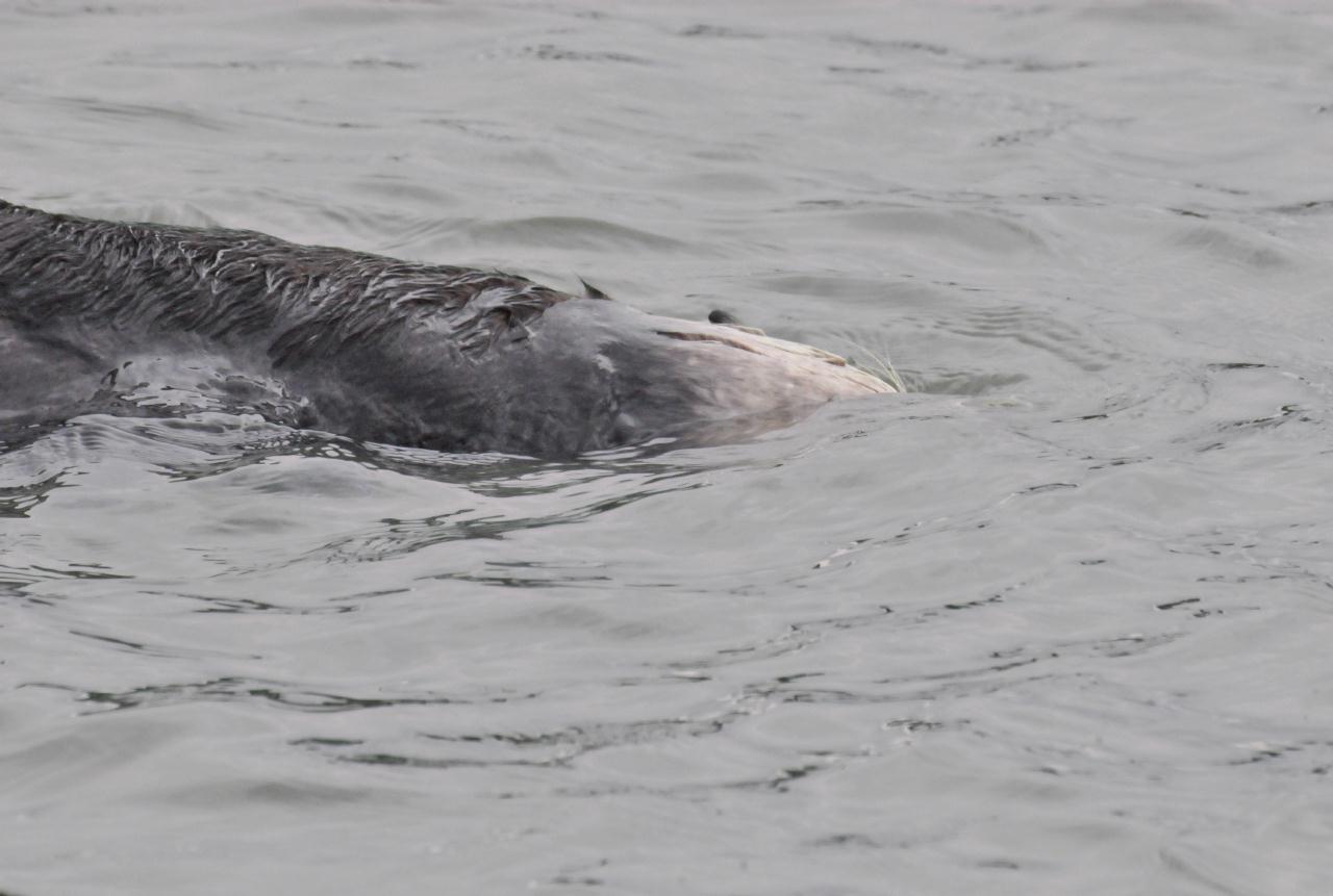 ./Sea_Otter_Elkhorn_Slough_20100312_100402_7596TNT.jpg