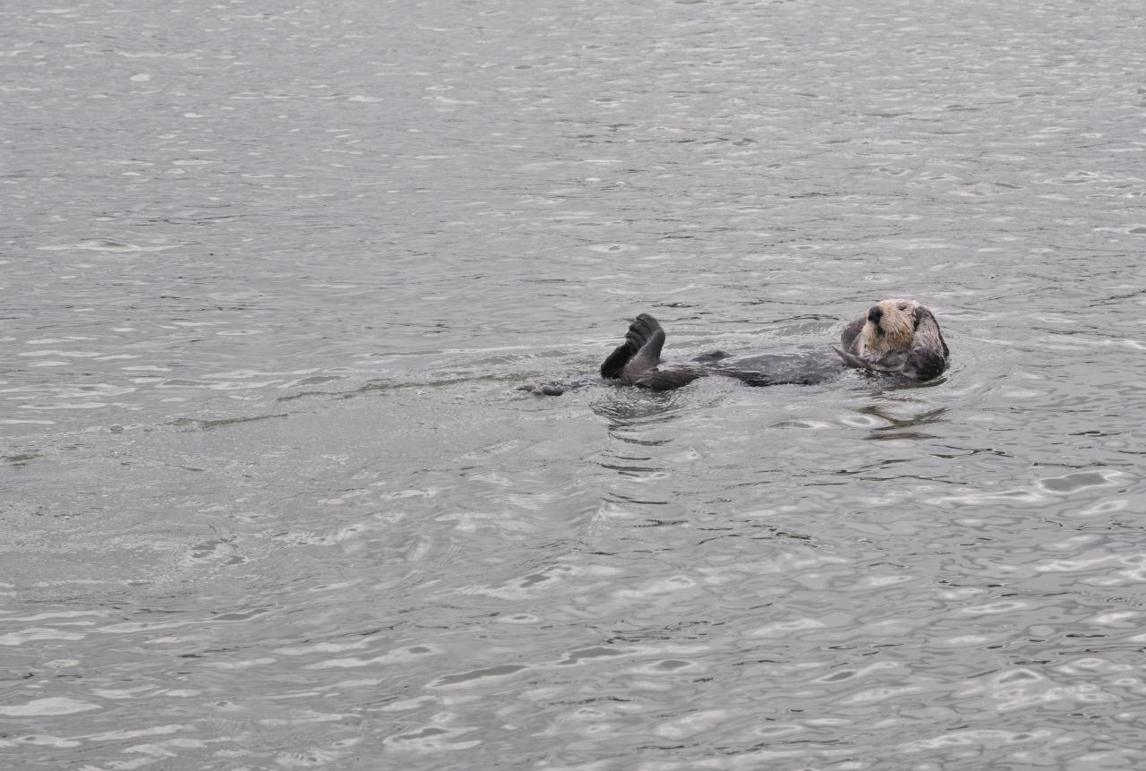 ./Sea_Otter_Elkhorn_Slough_20100312_100432_2807BCX.jpg