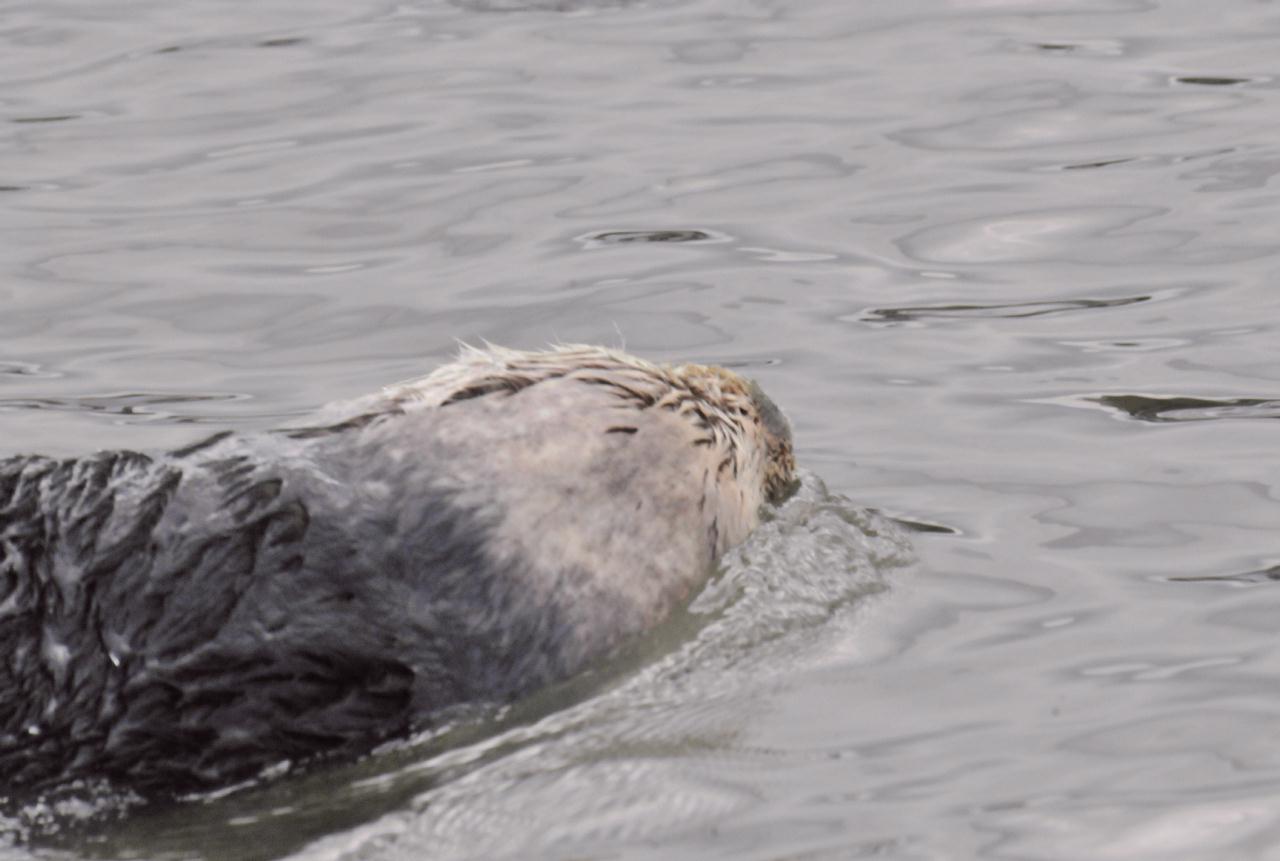 ./Sea_Otter_Elkhorn_Slough_20100312_100436_7597TNT.jpg