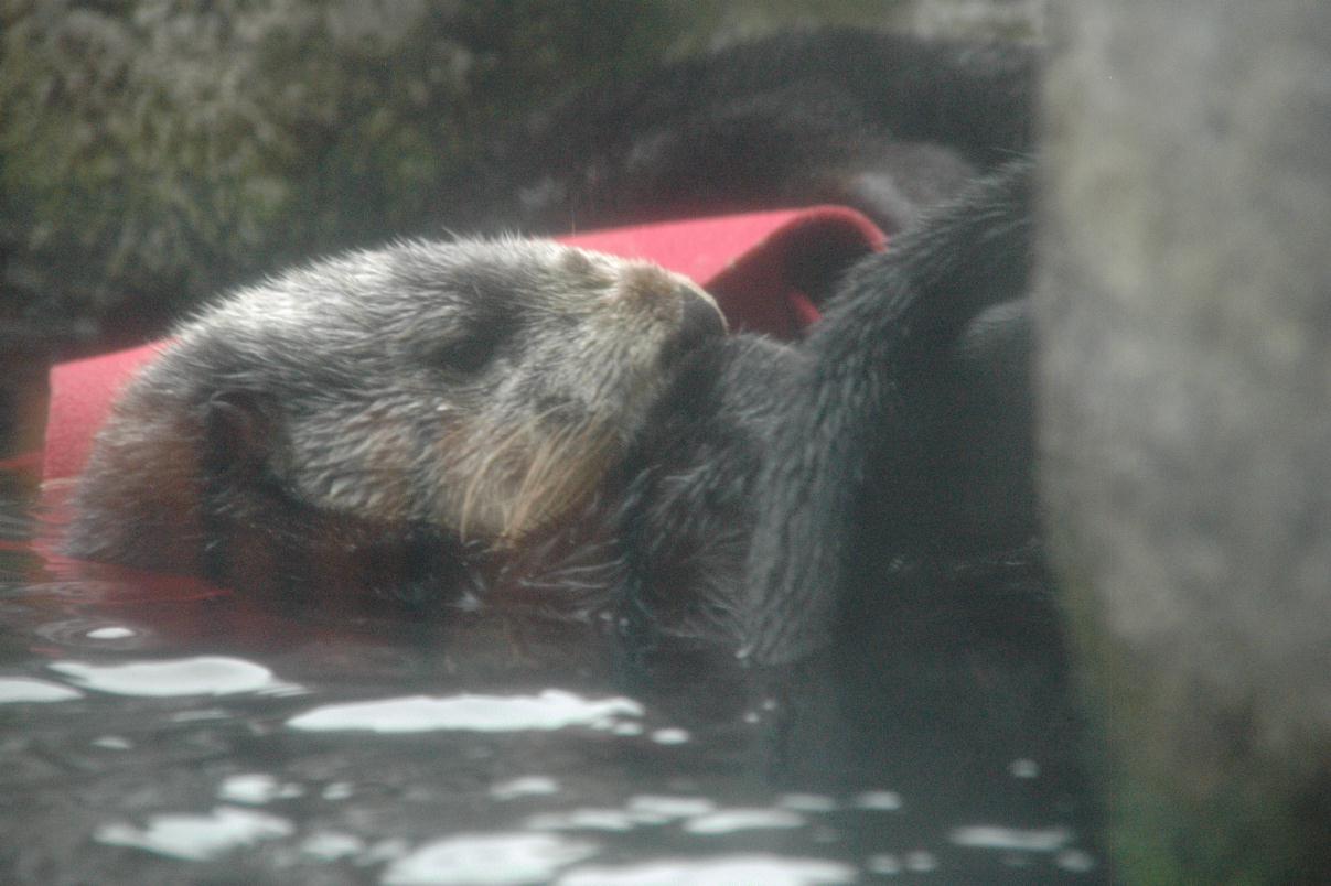 ./Otter_20070000_01.jpg