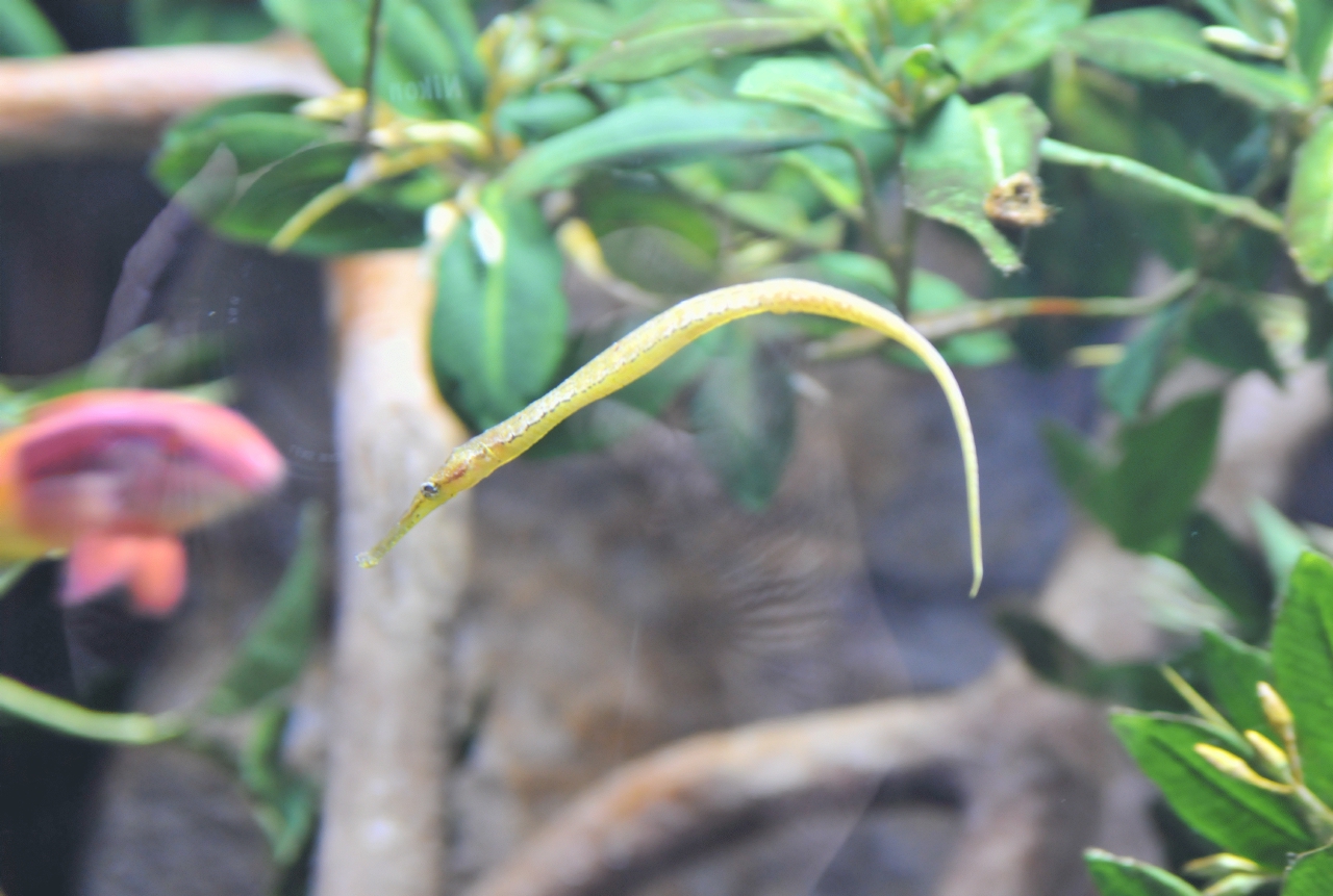 ./Alligator_Pipefish_20101020_152903_BCY_2178.jpg