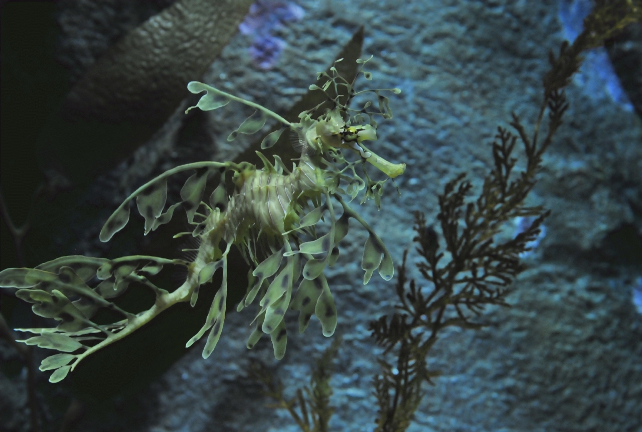 ./Leafy_Sea_Dragon_20101020_151717_BCY_2131.jpg