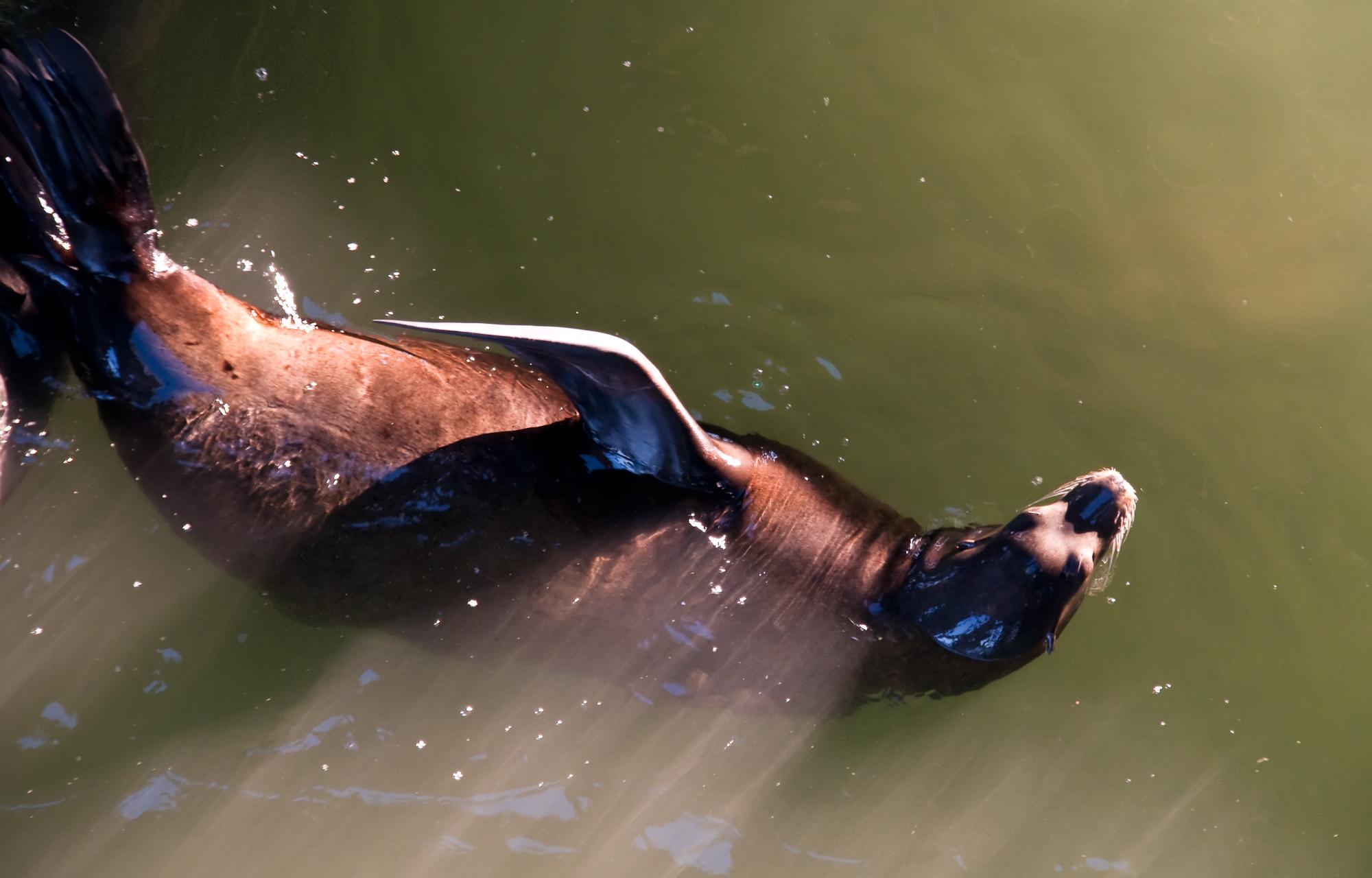 ./20100402_Sea_Lion_Swimming.jpg