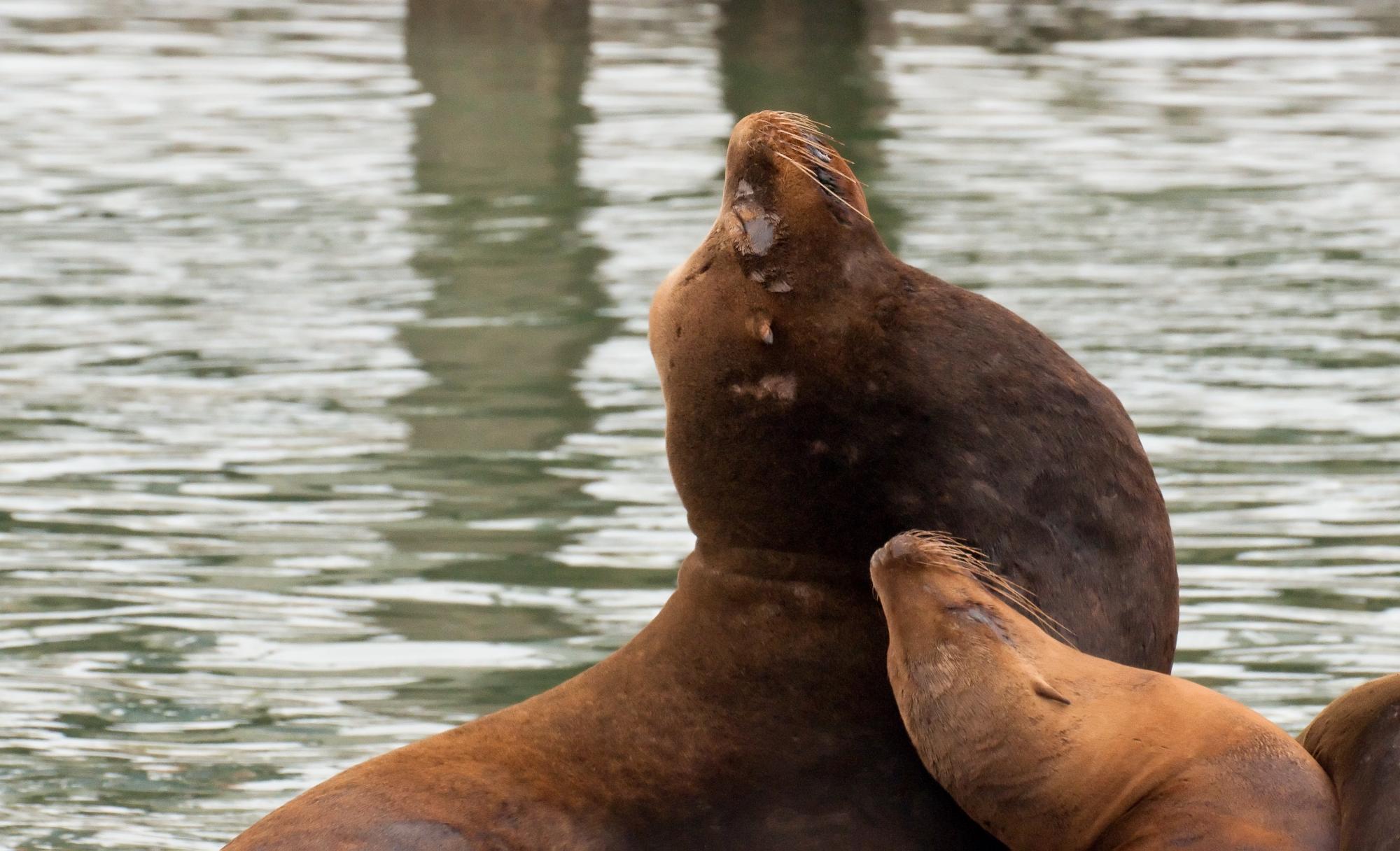 ./20100519_California_Sea_Lion_Elkhorn_Slough.jpg