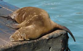 SeaLion20060000_04.jpg