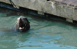 SeaLion20060000_07.jpg