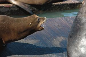 SeaLion20060000_10.jpg