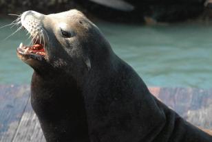 SeaLion20060000_11.jpg