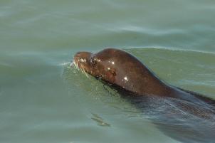 SeaLion20060000_12.jpg