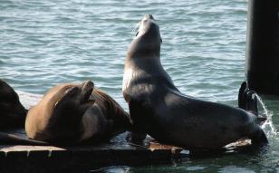 SeaLion20060000_17.jpg