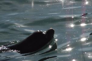 SeaLion20060000_19.jpg