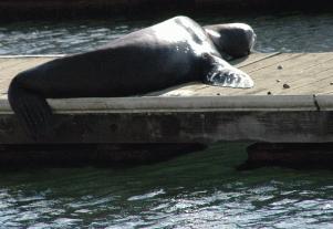 SeaLion20060000_20.jpg