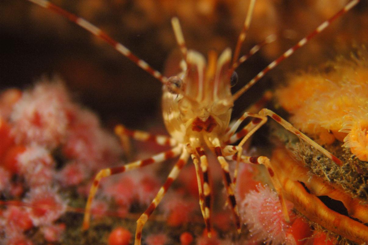 ./Spot_Prawn_20070000_01.jpg