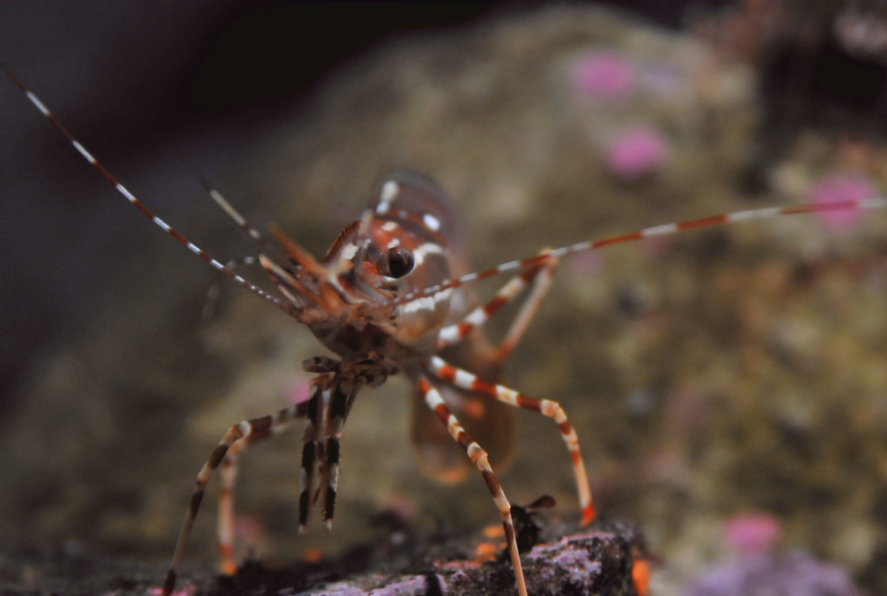 ./Spot_Prawn_20101020_165725_BCY_2341.jpg