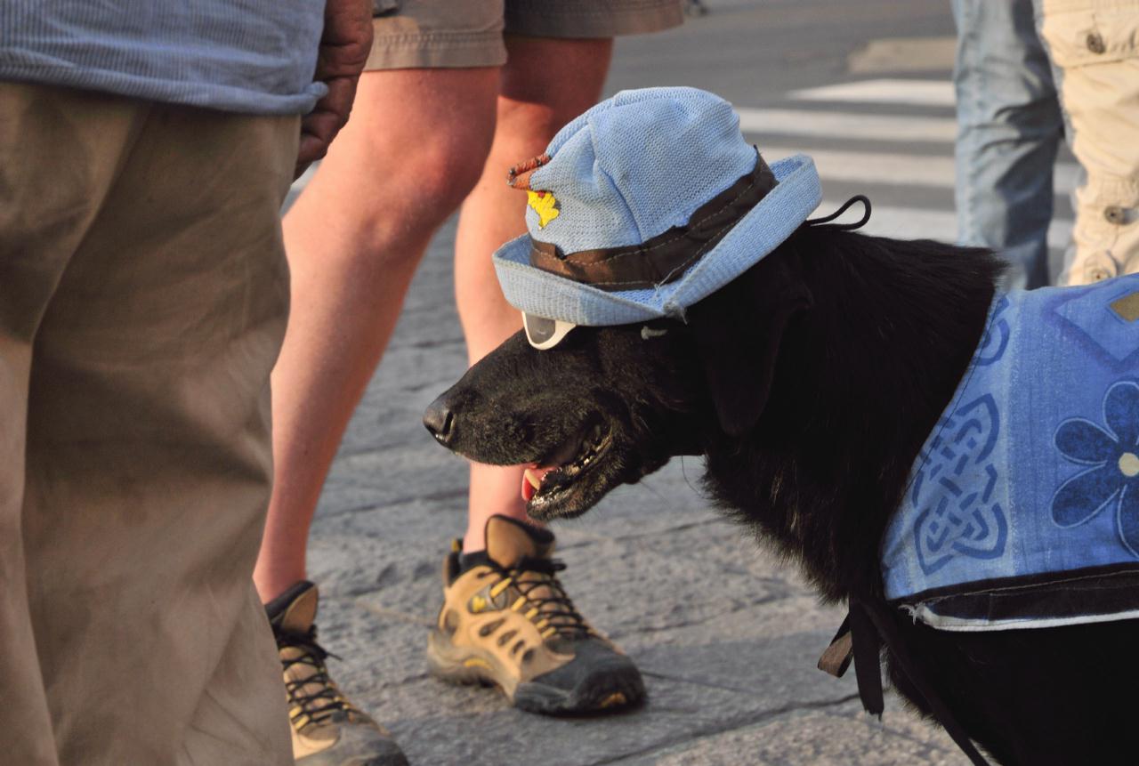 ./WorkingDog20090411_171118_DogLimaPeru_3982BCX.jpg