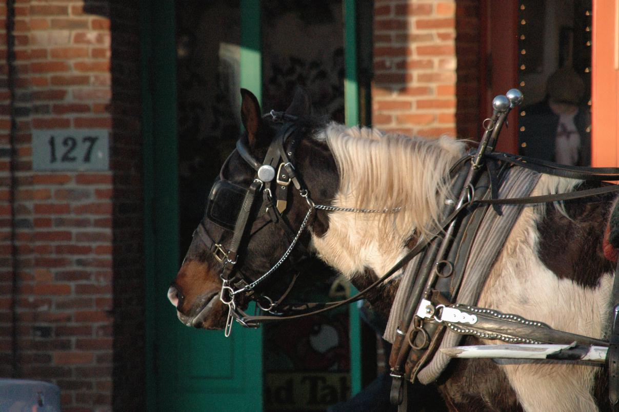 ./Horse_And_Buggy_20080119_151926_Old_Town_Sacramento_California_DSC_0351T.jpg