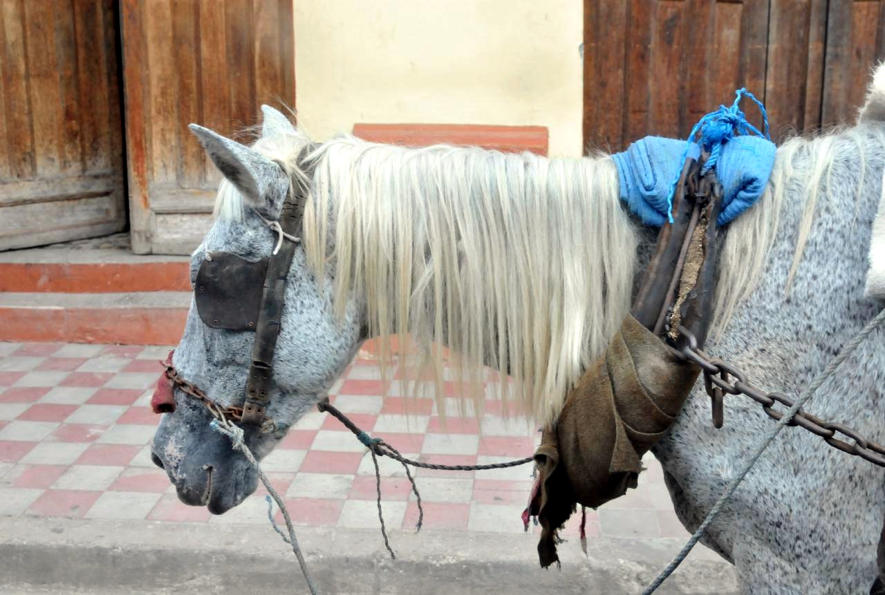 ./Horse_And_Buggy_20111114_104353_Granada_Nicaragua_B12_0289.jpg