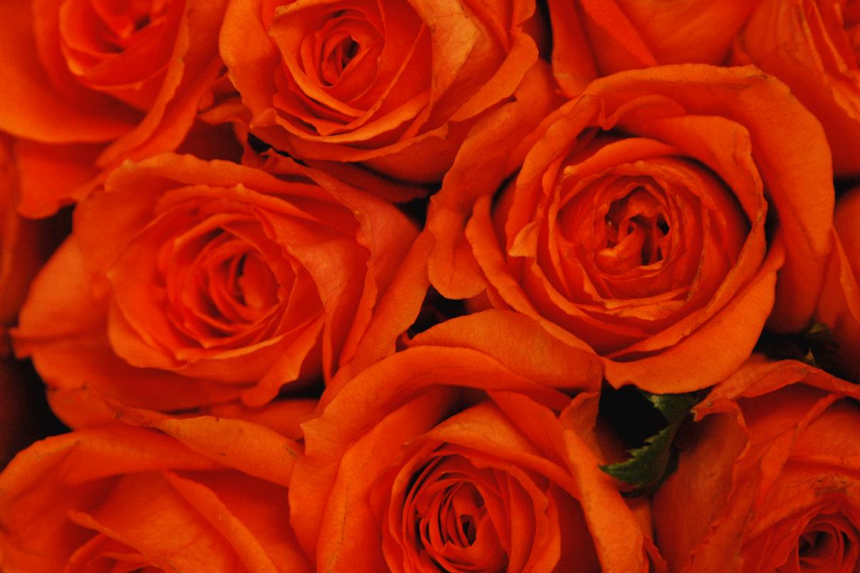 ./Orange_Color_20080105_113202_Roses_Westfield_9255B.jpg