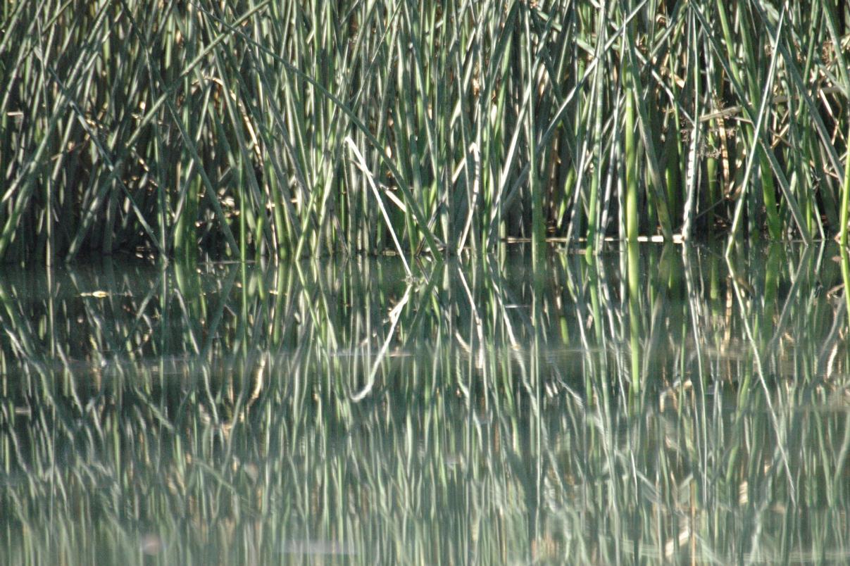 ./OnWaterReflection20070000_SactoDelta_01T.jpg