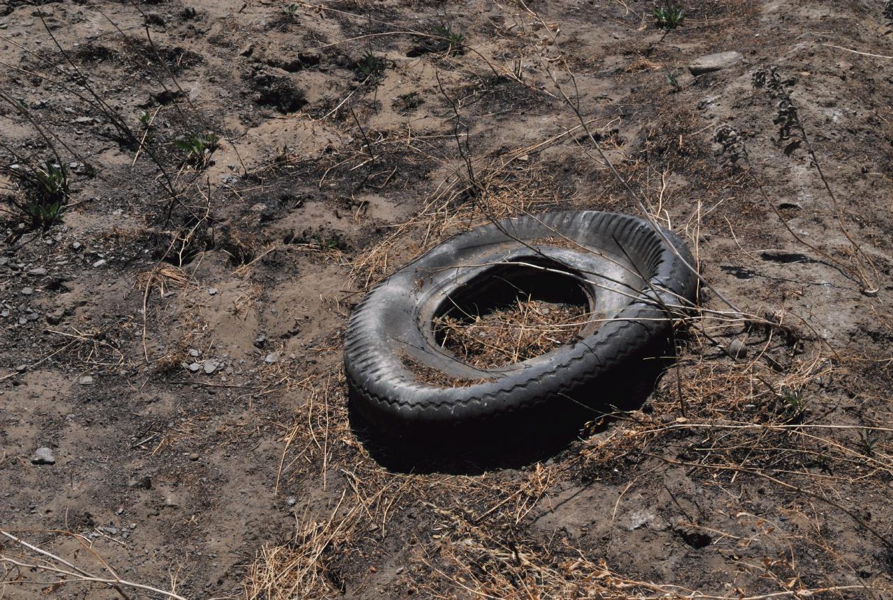 ./Tire_Trash_20100725_123353_Baypoint_Regional_Shoreline_BCX_7614.jpg