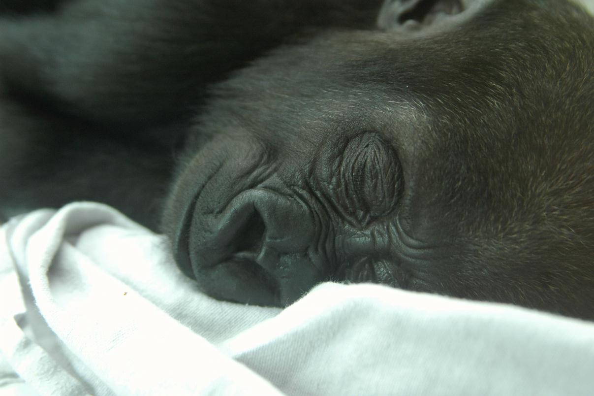 ./Blanket_20080000_Zoo_Stuttgart_Germany_DSC_1235B.jpg