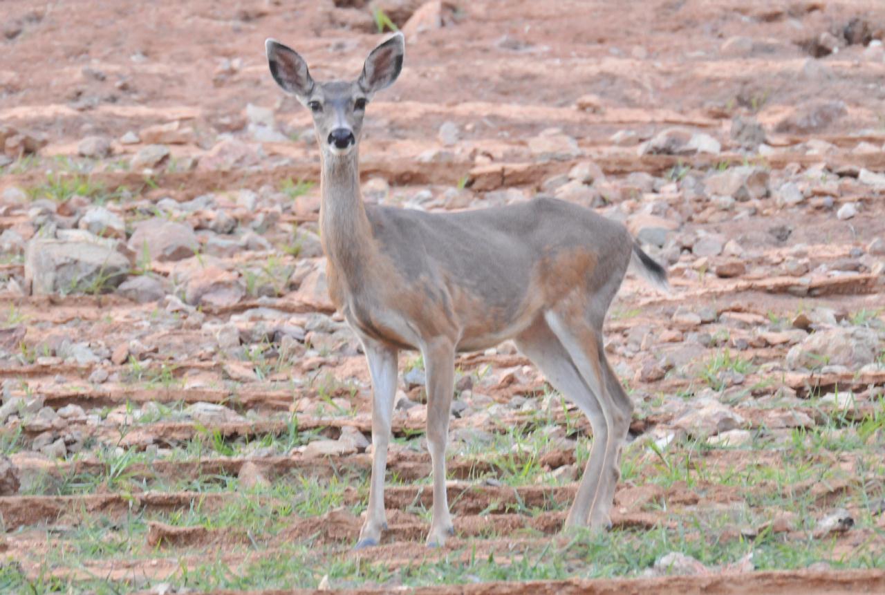 ./Shasta_Lake_20130916_185933_T13_0904.jpg