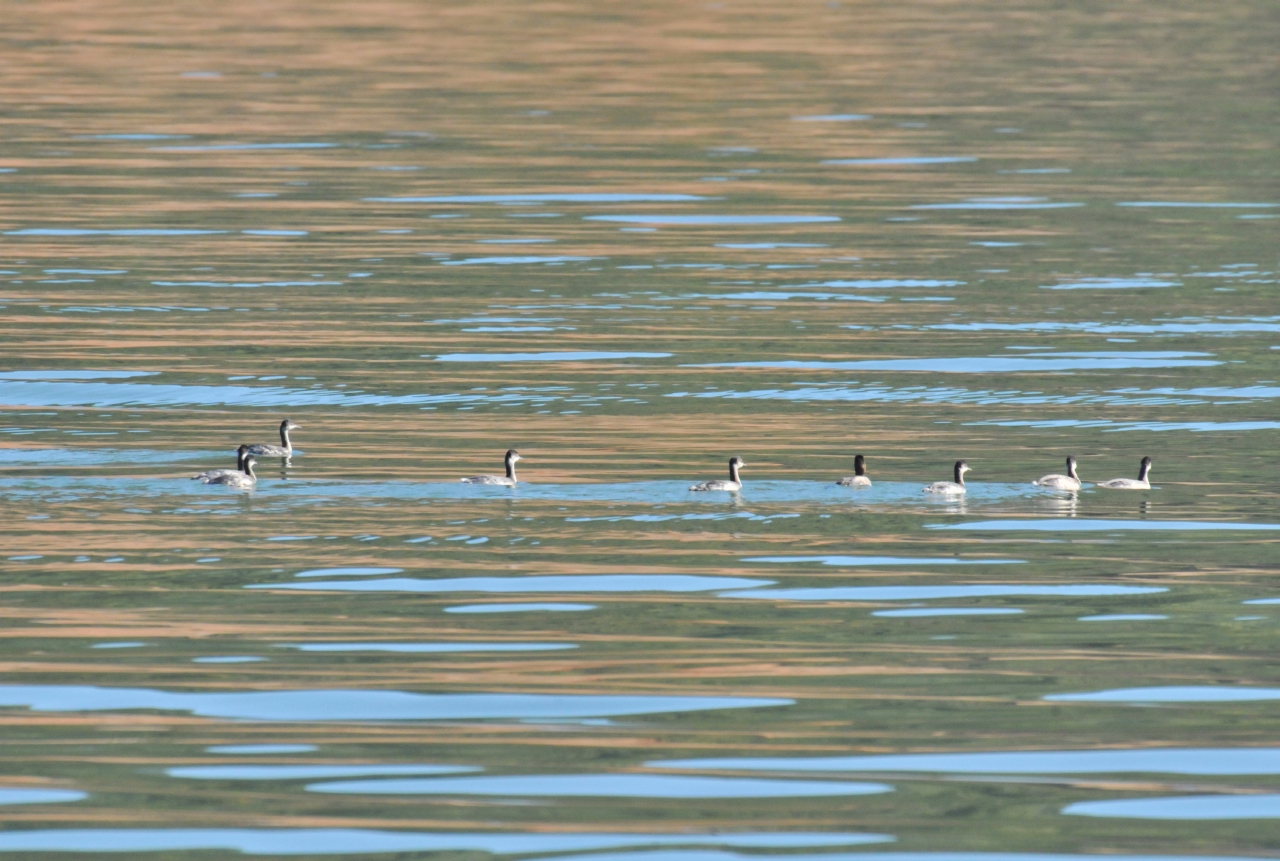 ./Shasta_Lake_20130919_100333_T13_1126.jpg