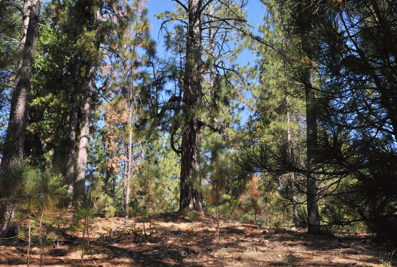 ./Shasta_Lake_20130918_104042_B13_7455.jpg