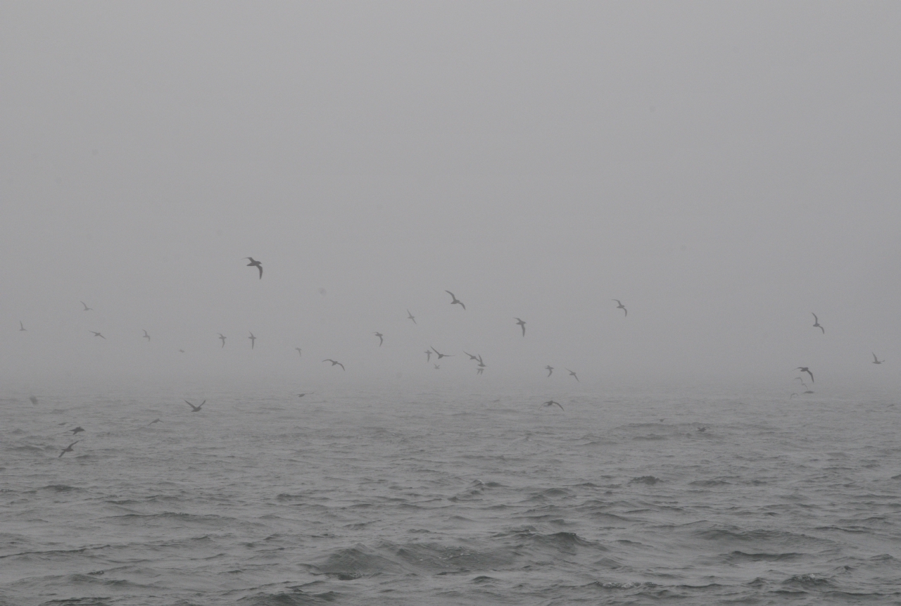 ./Nature_Cruise_SF_Bay_20130825_162121_B13_7083.jpg