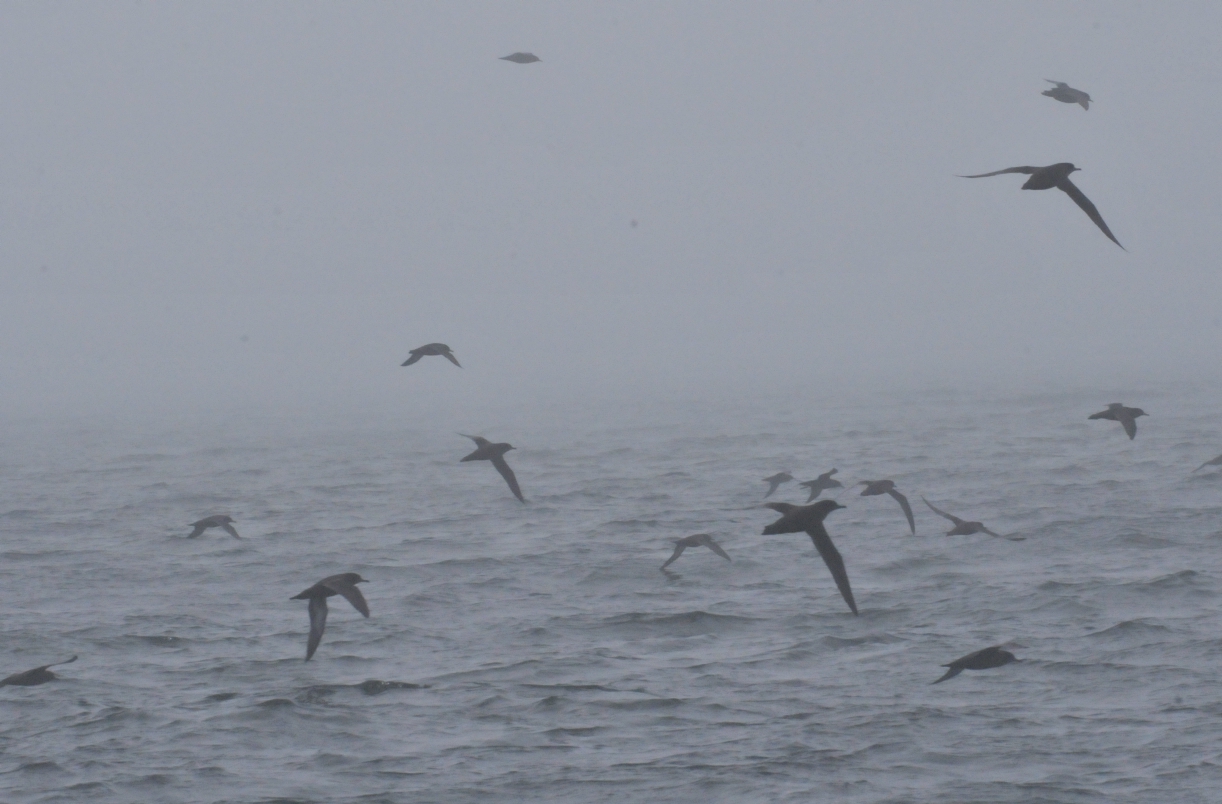 ./Nature_Cruise_SF_Bay_20130825_162014_T13_0767.jpg