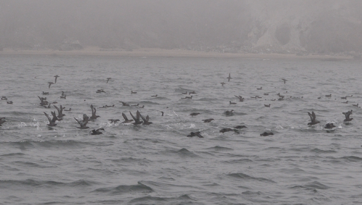 ./Nature_Cruise_SF_Bay_20130825_162404_B13_7092.jpg