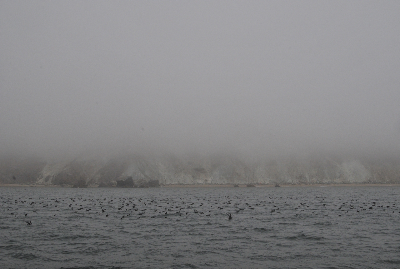 ./Nature_Cruise_SF_Bay_20130825_162443_B13_7101.jpg