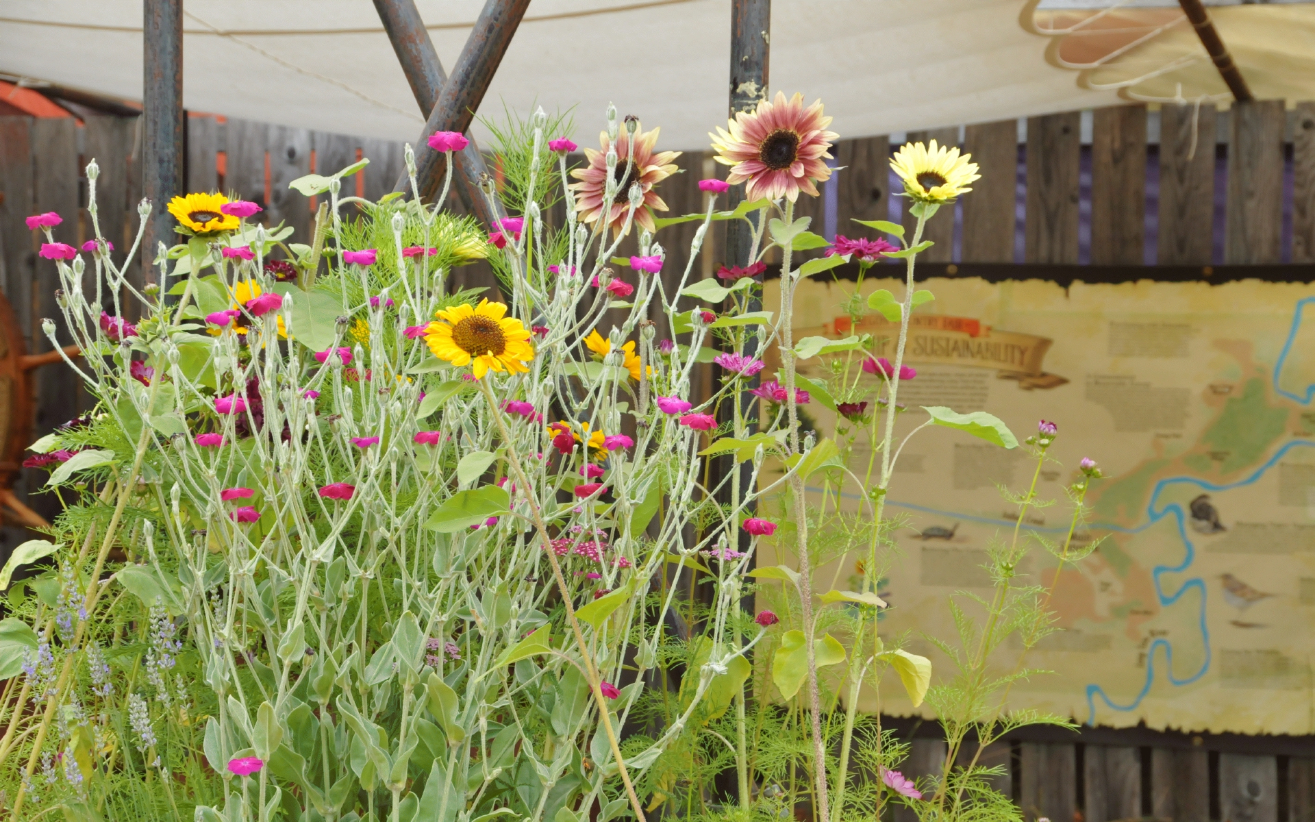 ./Oregon_Country_Fair_Flowers_20230708_112925_C23_0605.jpg