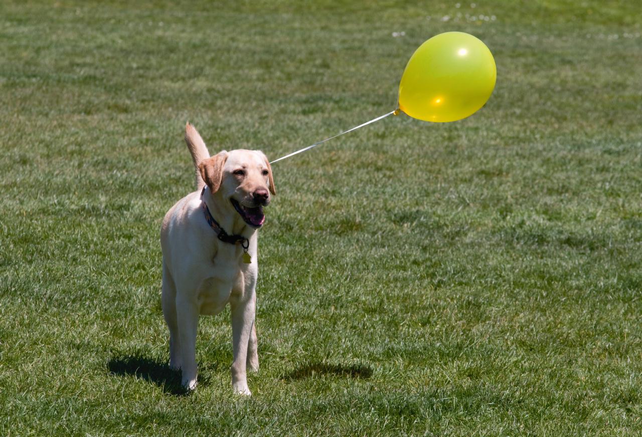 ./DogFestSF20090418_01_132216_4298BCX.jpg