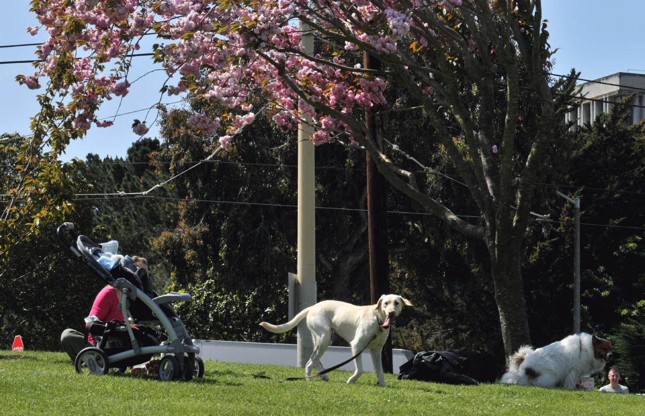 ./DogFestDuboceParkSF20100417_02_113820_3944BCX.jpg