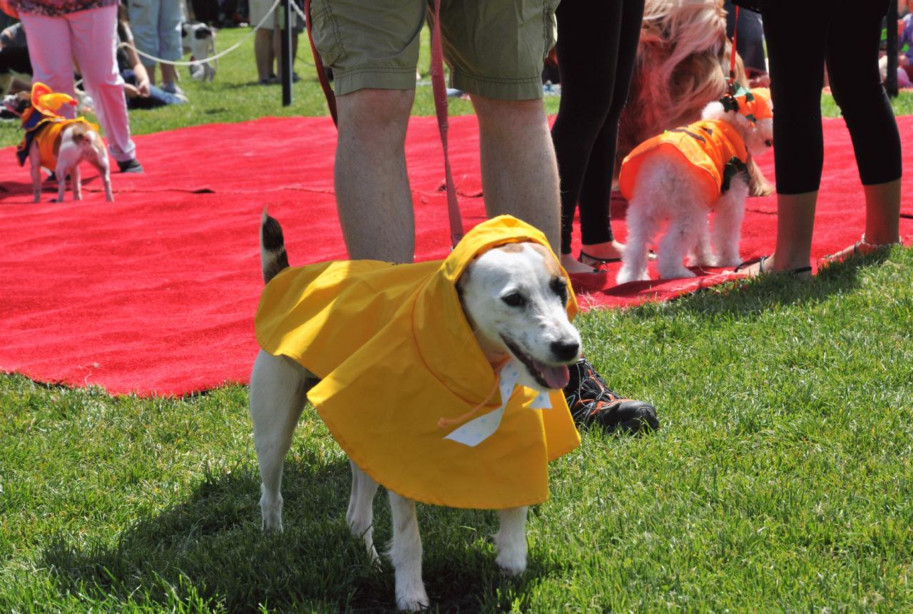 ./DogFestDuboceParkSF20100417_12_114902_4002BCX.jpg