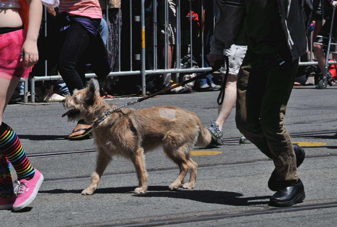 ./Pride_Dogs_20110626_113134_B11_5708.jpg