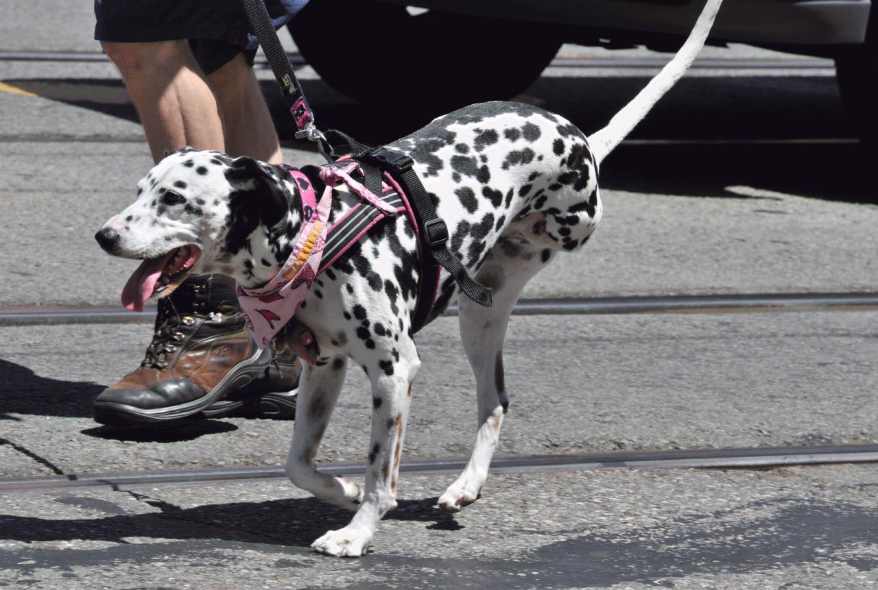 ./Pride_Dogs_20110626_113646_B11_5770.jpg