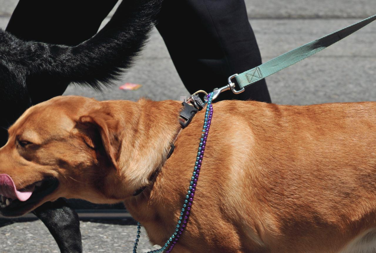 ./Pride_Dogs_20110626_114729_B11_5800.jpg