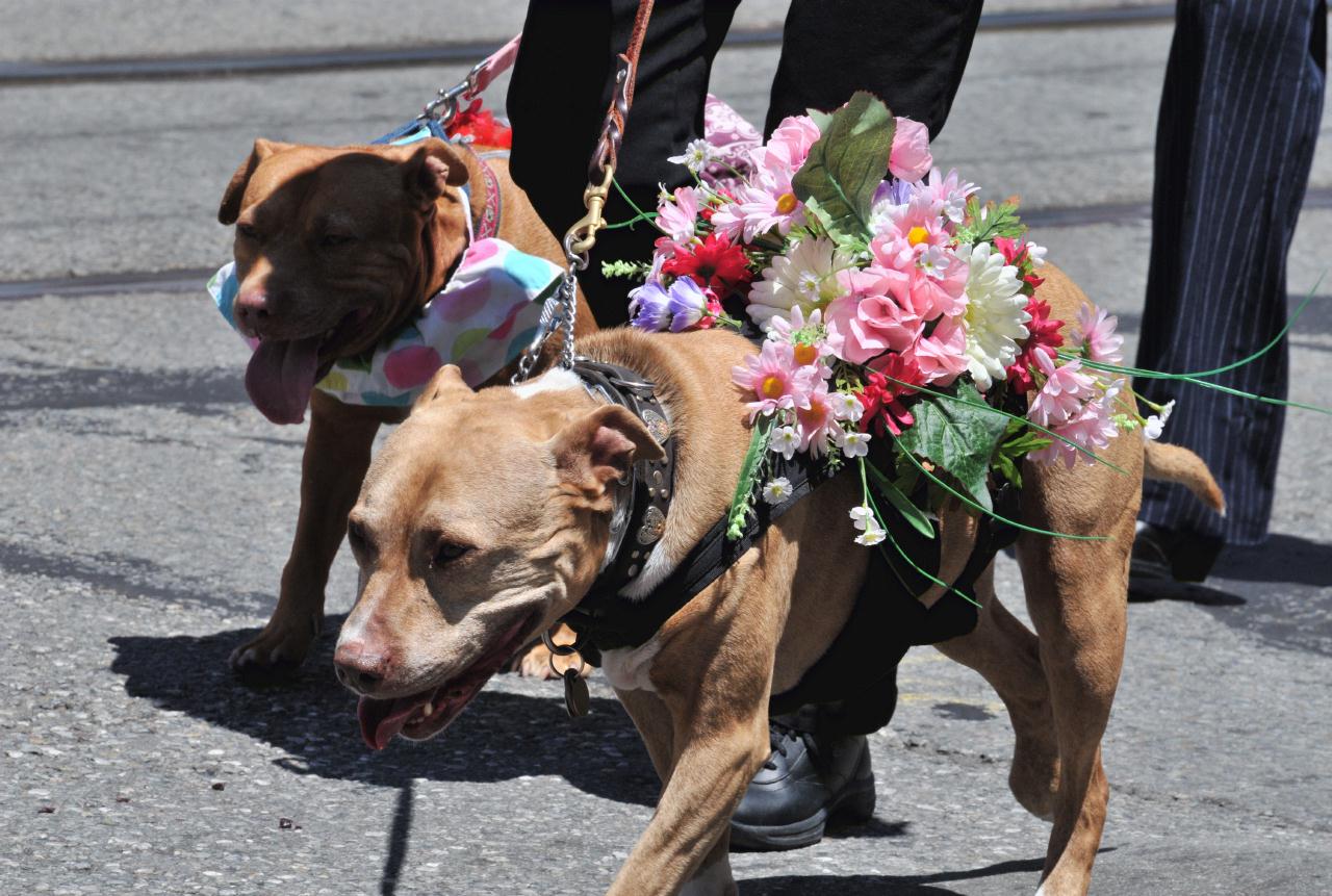 ./Pride_Dogs_20110626_122350_B11_6043.jpg