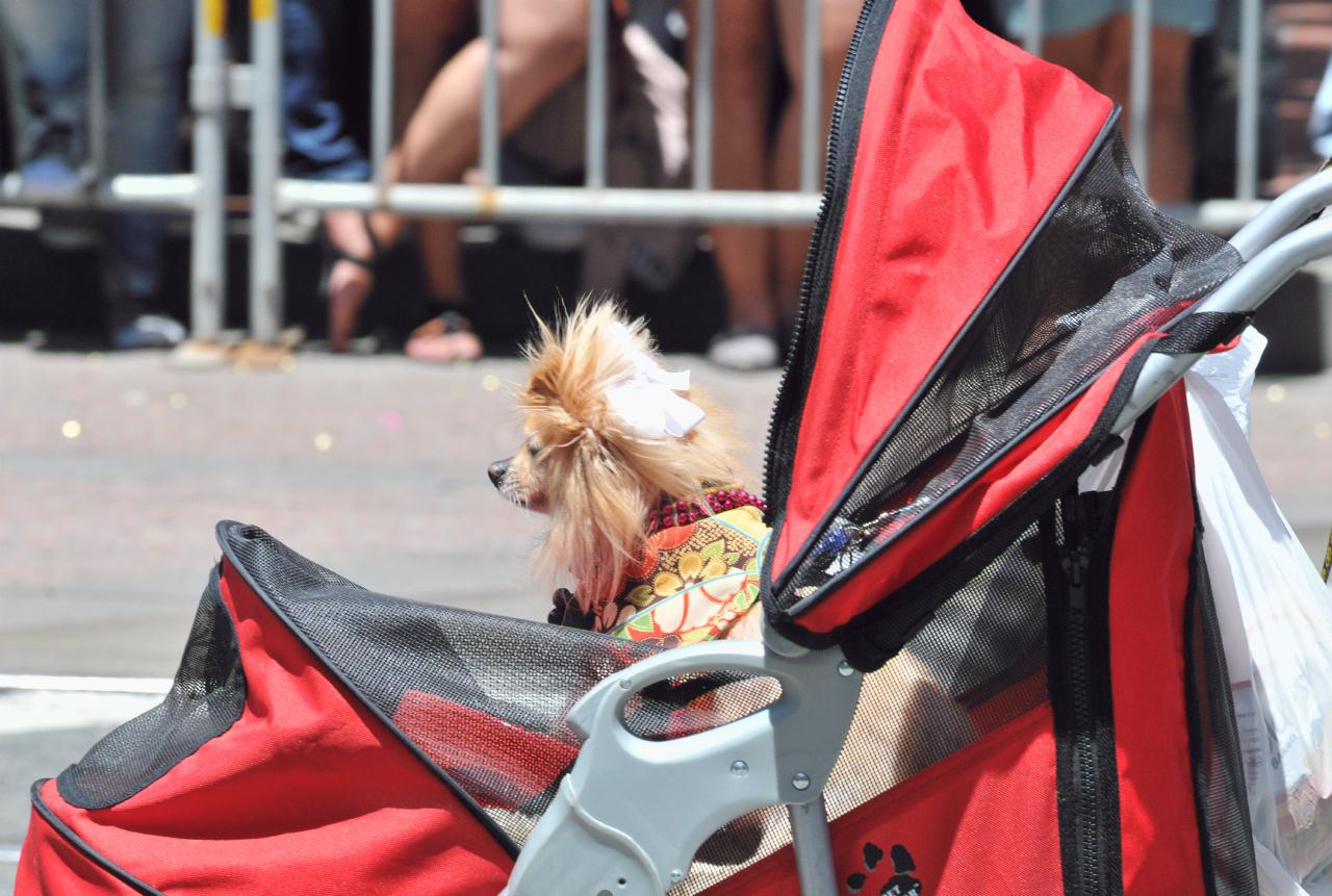 ./Pride_Dogs_20110626_123939_B11_6150.jpg