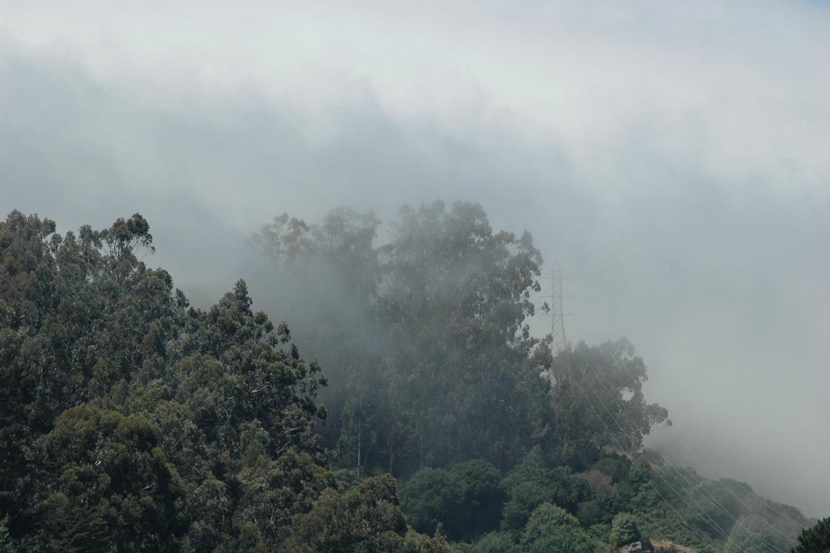 ./Fog_20080518_114610_Sausalito_HornBlower_2764B.jpg