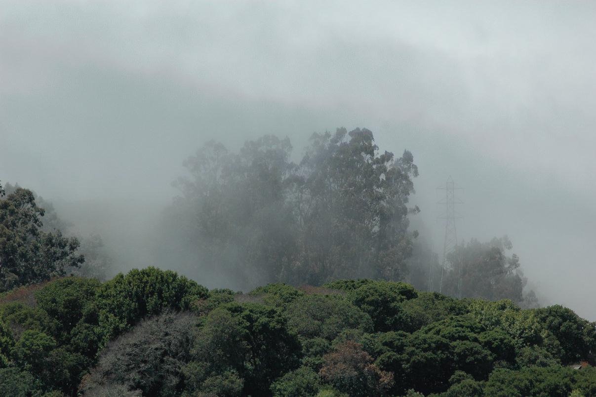 ./Fog_20080518_114648_Sausalito_HornBlower_2766B.jpg